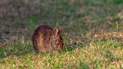 Marsh rabbit in the morning and eating grass, Florida, USA