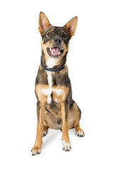 Mixed Common Breed Happy Dog