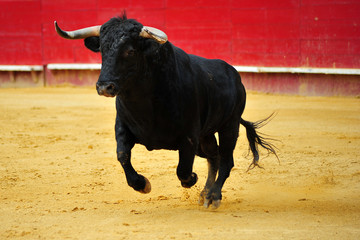 spanish bull
