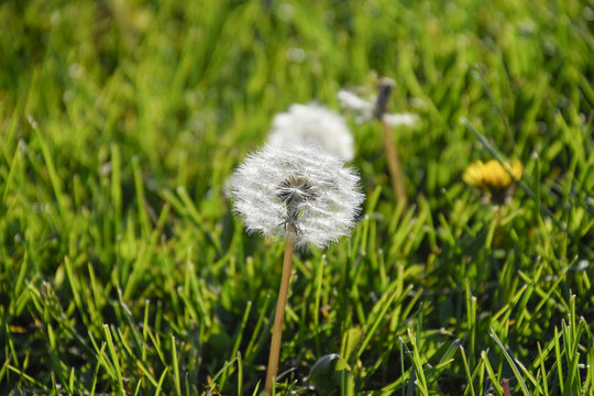 Fototapeta Ripened dandelion seeds. Fluffy dandelion. Dandelion in the meadow.