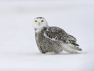 Snowy Owl Female Sitting on Snow