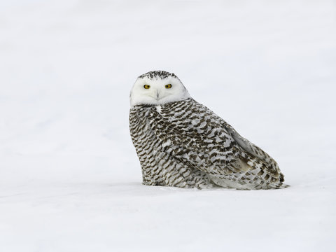 Snowy Owl Female Sitting on Snow