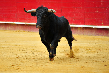 spanish bull