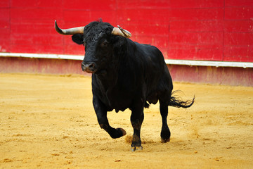 spanish bull