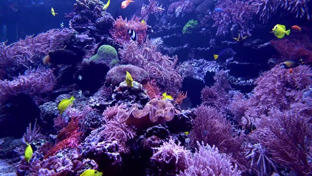 underwater background. Underwater scene. Underwater world. Underwater life landscape