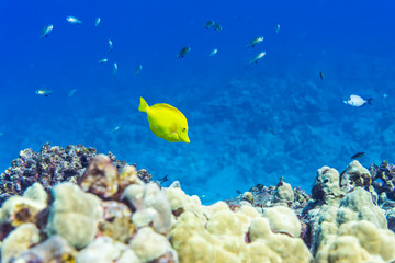 Fish on the Reef