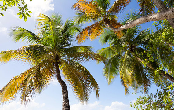 View of palm trees from below, Martinique island.
