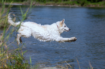 Weißer Schäferhund springt in die Isar