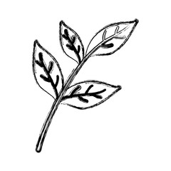 Tea leaf plant