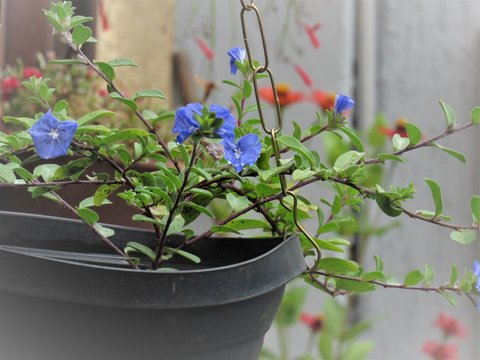 Planta no vaso de pendurar.
