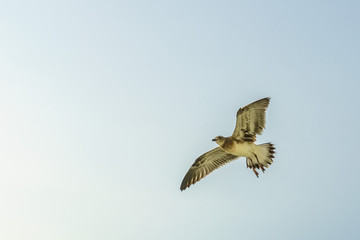 Virginia Beach Fishing Pier and Boardwalk, Virginia Beach, Virginia