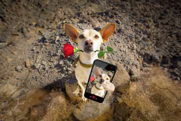 dog ready to go for a walk on valentines