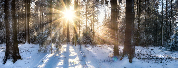 Wald Panorama im Winter mit Schnee und Sonnenschein