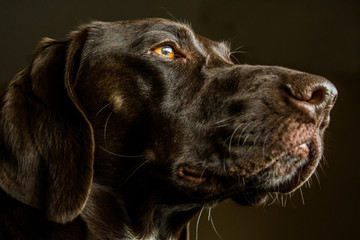 Closeup of a German Shorthair Pointer Hunting Dog