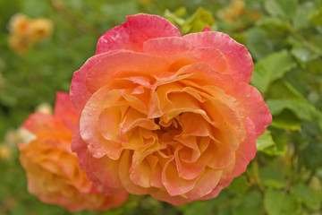 Pink-orange rose in rose garden after rain. Closeup of beautiful bicolour rose.