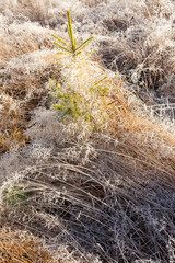 Small spruce and frost hay wintry morning