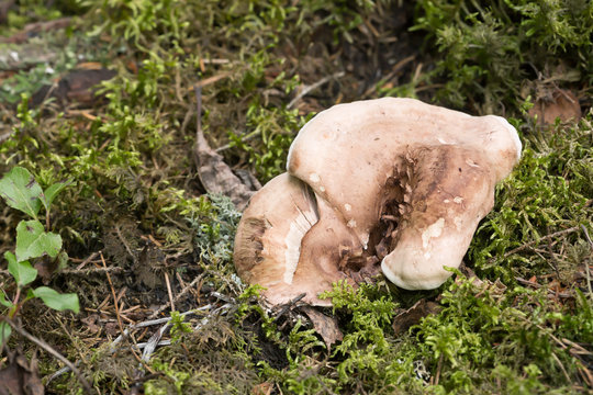 Tooth fungus, Bankera violascens growing among moss