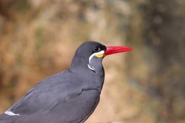 Portrait of An Inca Tern / Exotic Bird of South America