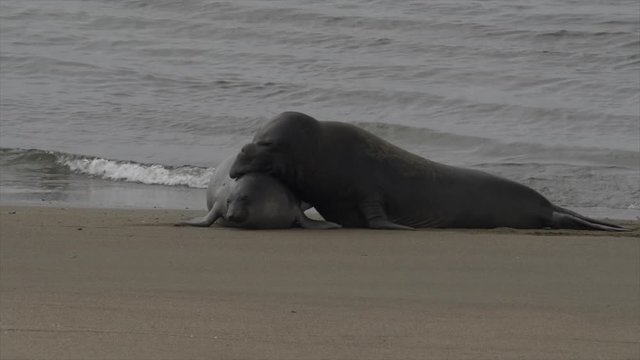 PAIR OF ELEPHANT SEALS IN A MATING RITUAL.  Slow motion.  Version 1 of 2.