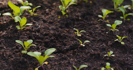 Planting sprout in the farm