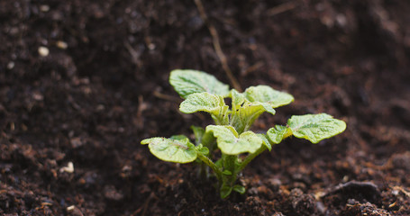 Planting a new plant
