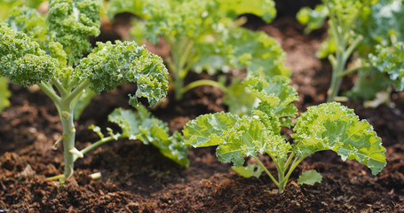 Planting kale in the farm - Powered by Adobe