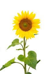 sunflower plant isolated