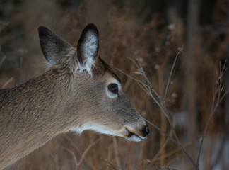 White-tailed Deer
