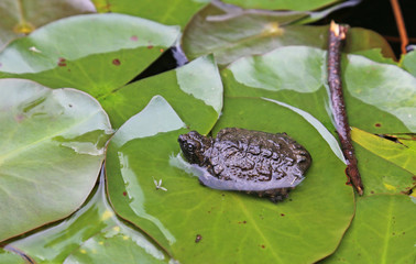 A young Snapping Turtle (Chelydra serpentina) sitting on a lily pad in Algonquin Provincial Park,...
