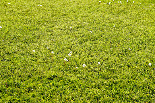 Fototapeta Dandelions in a meadow. Field of fluffy dandelions