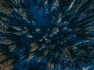 Overhead shot of snowy forest