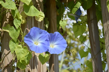 Blue Morning Glory flowers in the summer sunshine