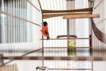 Pintassilva da Venezuela p&aacute;ssaro vermelho e preto em gaiola