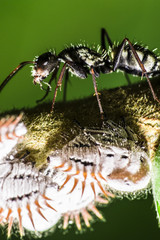 ant