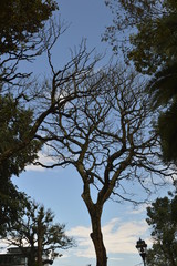 Árbol