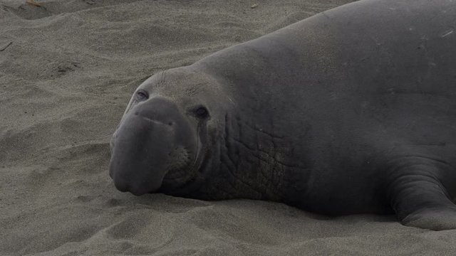 ELEPHANT SEAL RESTING ON THE BEACH.   In slow motion, 60 fps.