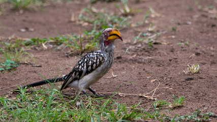 Yellow-billed Hornbill sitting near our breakfast place getting ready for its next move