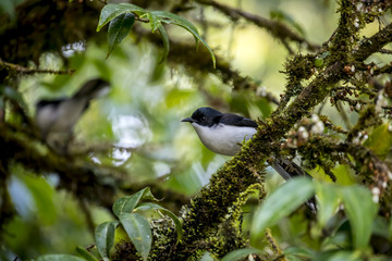 Birds in Thailand