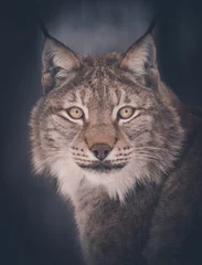 Muurstickers lynx © Александр Денисюк
