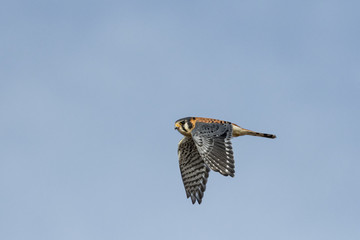 American Kestrel in flight.