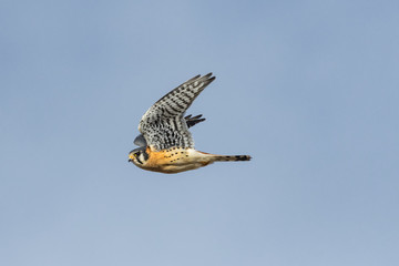 American Kestrel in flight.