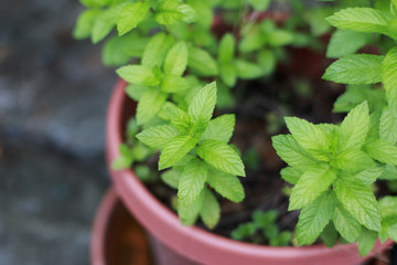 Spearmint growing in a pot
