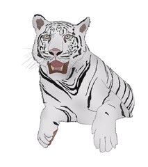 White tiger in sitdown action digital painting
