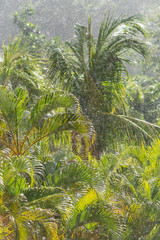 Tropical vegetation in the rain, Guadeloupe island 
