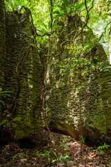 Tree roots on natural stone wall in forest