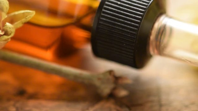 Chimonanthus 蜡梅属 Calicanto Winter flower Chimonantussl&auml;ktet Zimnokvět Химонант video گل یخ