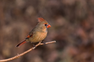 Female Northern Cardinal
