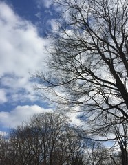 Fototapeta premium winter sky bare trees