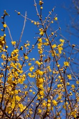 青空を背景にロウバイの黄色の花