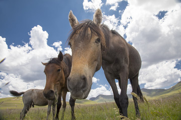 Phonies in the mountains of Lesotho.  They are usually sure-footed, fast, fearless and are known for their stamina.